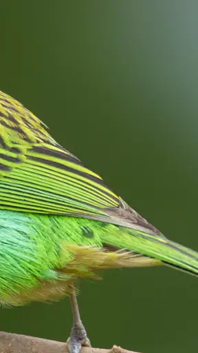 Merlin Bird ID por Cornell Lab screenshot