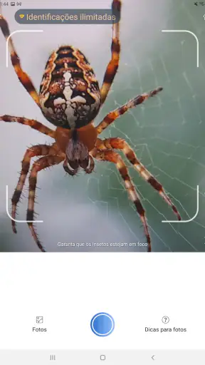 Picture Insect - Insetos ID screenshot
