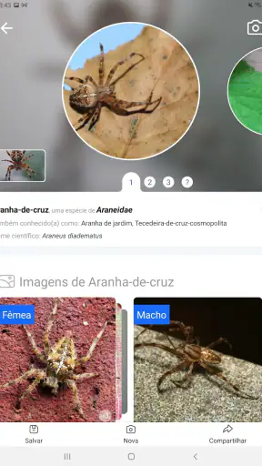 Picture Insect - Insetos ID screenshot